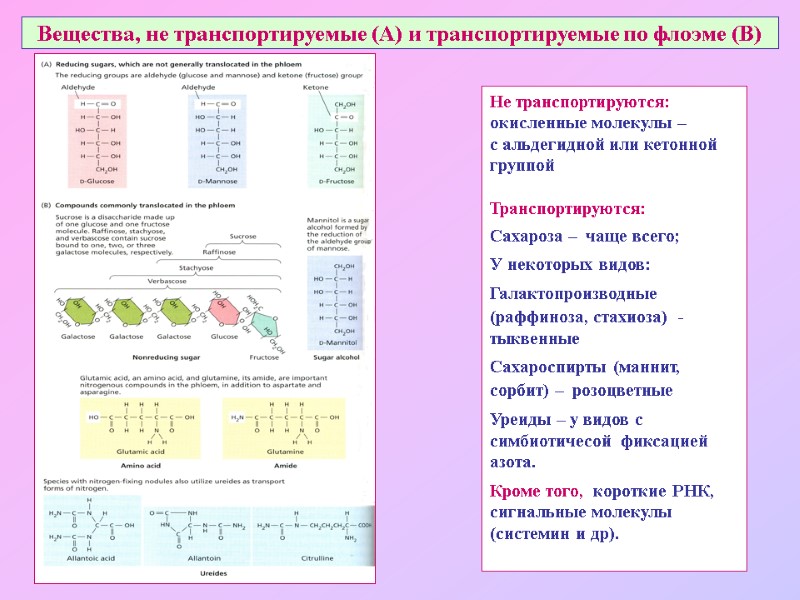 Вещества, не транспортируемые (А) и транспортируемые по флоэме (В) Не транспортируются: окисленные молекулы –